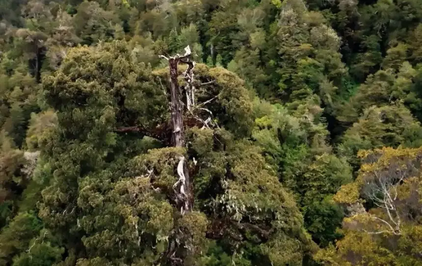 هل تصمد أقدم شجرة في العالم أمام عجلة "التقدم"؟